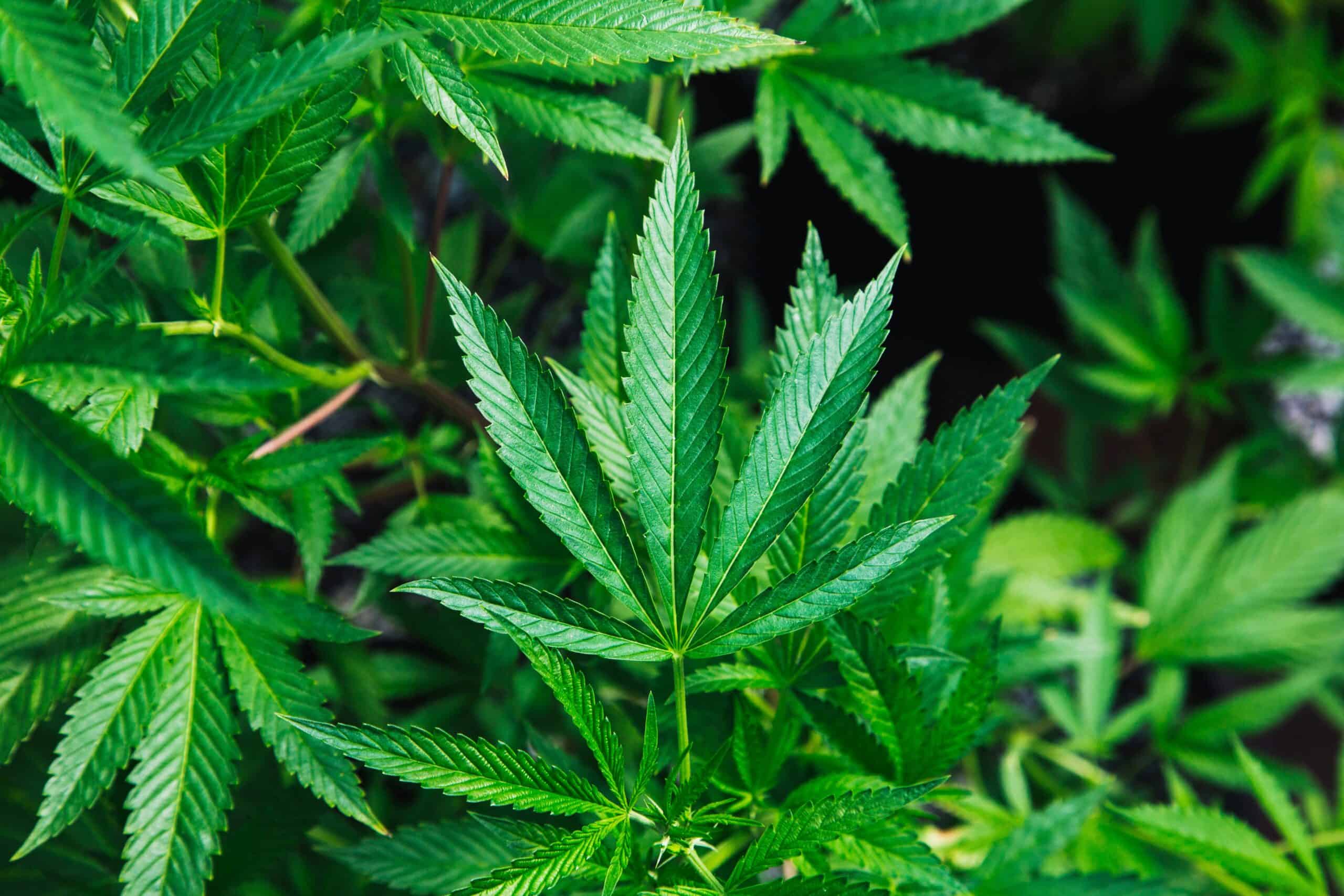 latest research on Marijuana and its flower